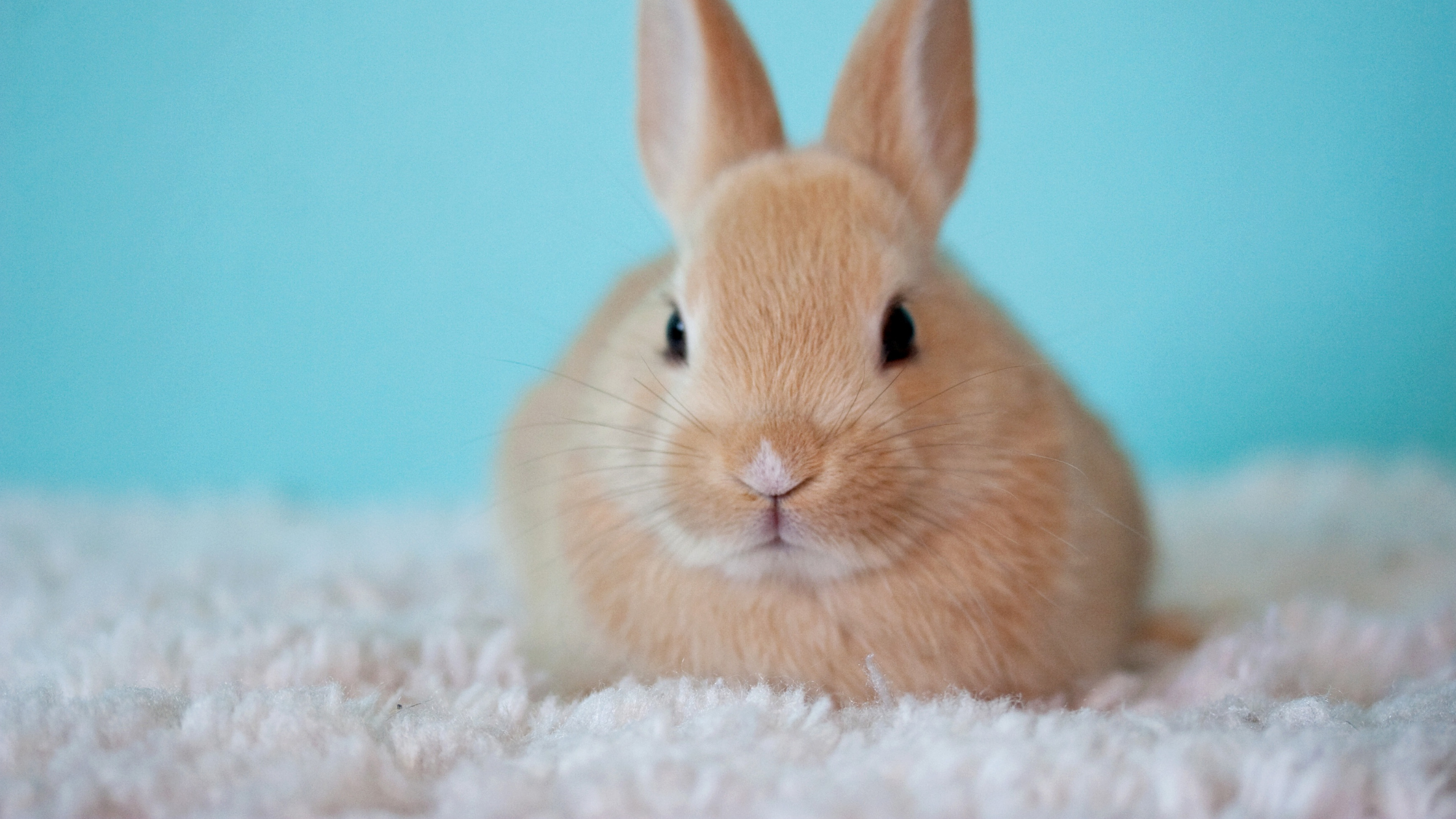 Save Cruelty Free Cosmetics