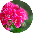 Pelargonium Graveolens (Geranium) Flower Oil