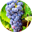 Grape Seed Oil (Vitis Vinifera)