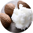 Butyrospermum Parkii (Shea) Butter