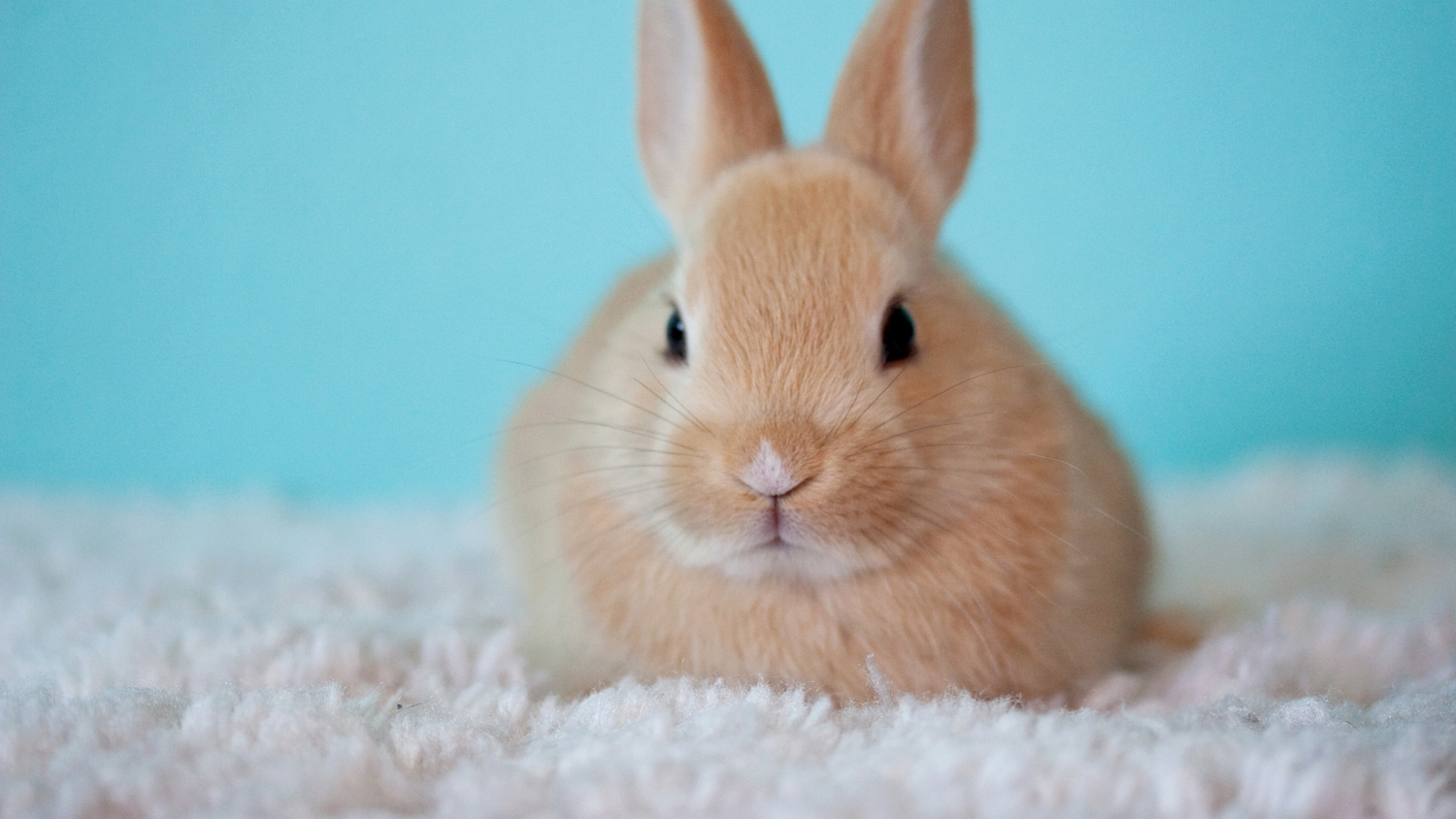 Save Cruelty Free Cosmetics
