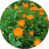 Calendula Officinalis Flower Extract