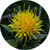 Carthamus Tinctorius (Safflower) Seed Oil