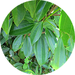 Cinnamon Leaf Oil (Cinnamomum Zeylanicum)