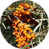 Hippophae Rhamnoides (Sea Buckthorn) Fruit Oil