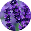 Lavender Flower Oil (Lavandula Angustifolia)