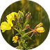Oenothera Biennis (Evening Primrose) Oil
