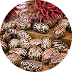 Ricinus Communis (Castor) Seed Oil