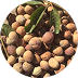Schinziophyton Rautanenii (Manketti) Kernel Oil