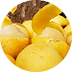Sclerocarya Birrea (Marula) Seed Oil