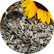 Sunflower Seed Oil (Helianthus Annuus)