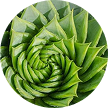 Aloe Barbadensis Leaf Extract