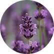 Citrus Aurantium Bergamia (Bergamot) Fruit Oil