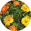 Calendula Flower Extract (Calendula Officinalis)