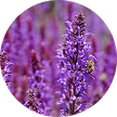 Clary Sage Oil (Salvia Sclarea)