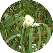 Eucalyptus Globulus (Eucalyptus) Leaf Oil