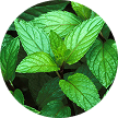 Mentha Piperita (Peppermint) Leaf Oil